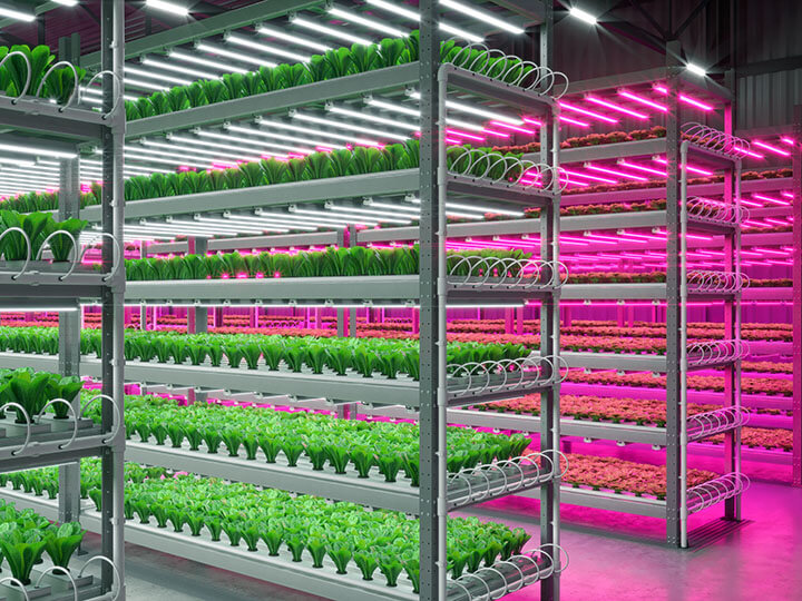 Interior of the farm hydroponics vegetable plant factory with plants on carts with white and pink LED grow lights above them