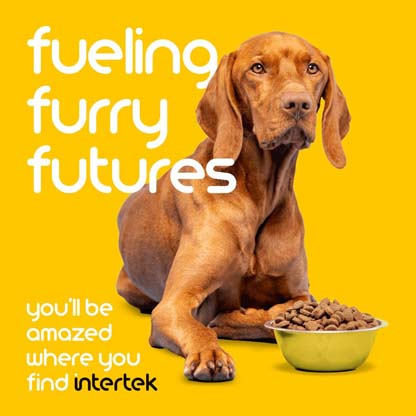 Dog laying down next to food bowl